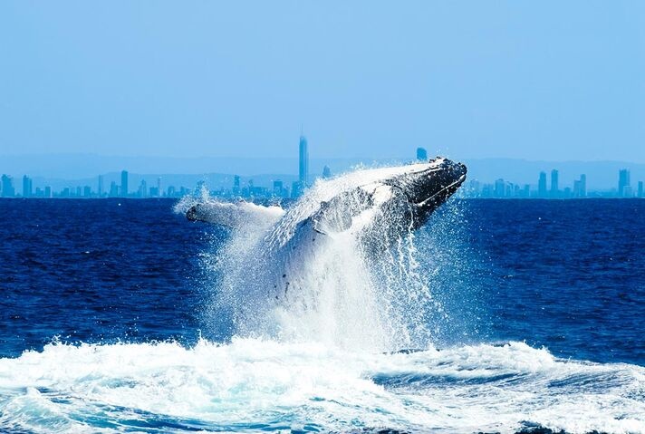 A humpback whale breaches dramatically off the Gold Coast with the city skyline in the background, capturing the magic of Gold Coast winter whale watching season.